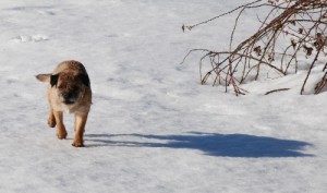 GrynetMedSkugga